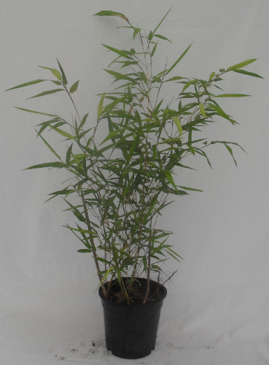 Phyllostachys Aureosulcata Aureocaulis 2.5 л.высота 30/50 см. 130.00 грв